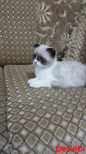 Scottish Fold, Kedi  Şakir fotoğrafı