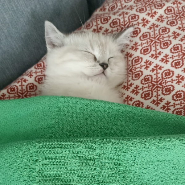 British Shorthair, Kedi  Mammam fotoğrafı