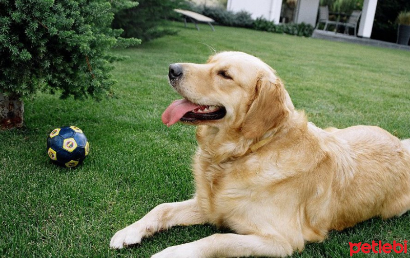 Golden Retriever, Köpek  KİTA fotoğrafı