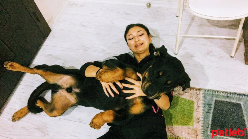 Rottweiler, Köpek  Lebron fotoğrafı