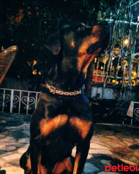 Rottweiler, Köpek  Lebron fotoğrafı