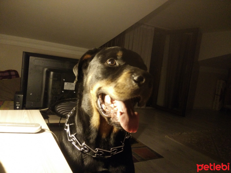 Rottweiler, Köpek  Lebron fotoğrafı