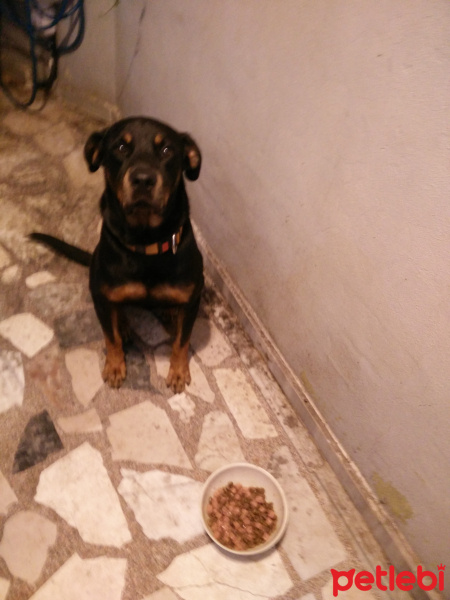 Rottweiler, Köpek  Lebron fotoğrafı