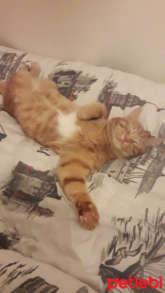 Tekir Kedi, Kedi  Davut fotoğrafı