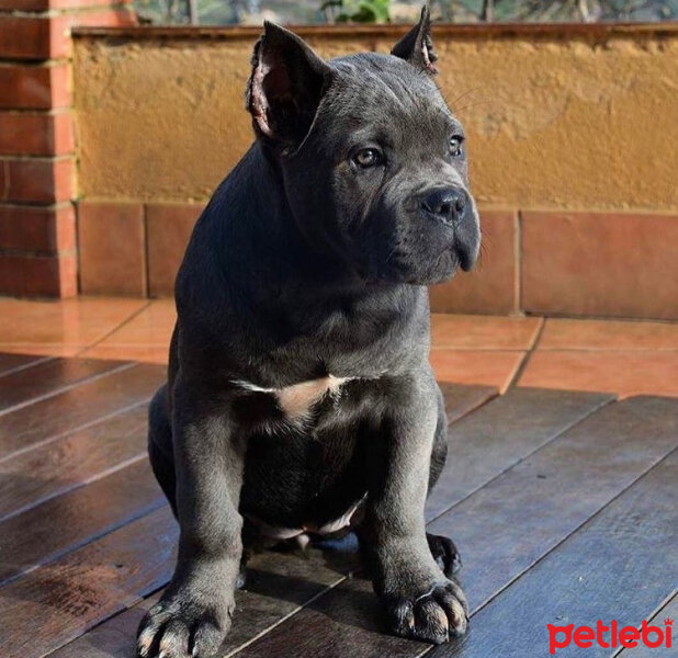 Cane Corso Italiano, Köpek  Güçlü  fotoğrafı