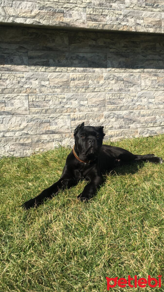 Cane Corso Italiano, Köpek  Güçlü  fotoğrafı