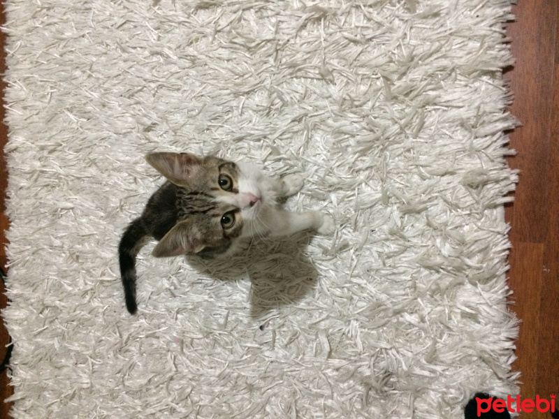 Tekir Kedi, Kedi  Ragnar fotoğrafı
