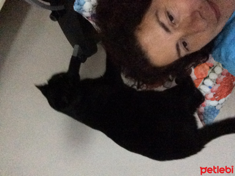 Bombay, Kedi  Kömür fotoğrafı