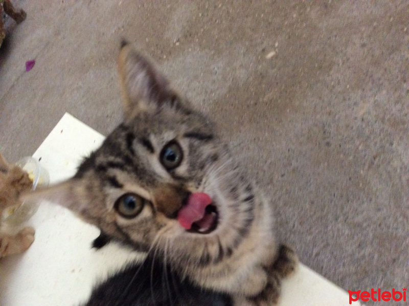 Bombay, Kedi  Kömür fotoğrafı
