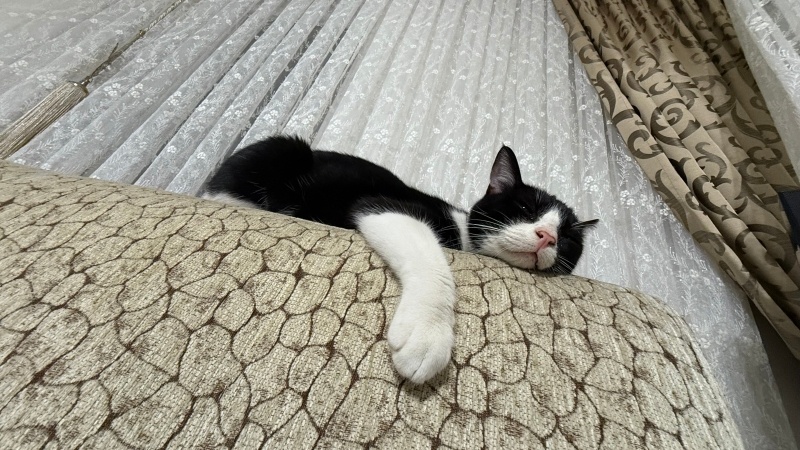 Tekir Kedi, Kedi  Şanslı fotoğrafı
