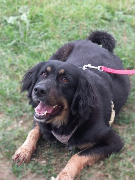 Rottweiler, Köpek  Şila fotoğrafı