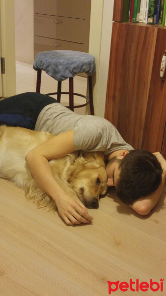 Golden Retriever, Köpek  TUCKER fotoğrafı