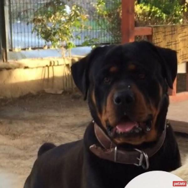 Rottweiler, Köpek  Paşa fotoğrafı