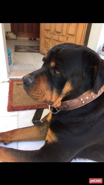 Rottweiler, Köpek  Paşa fotoğrafı