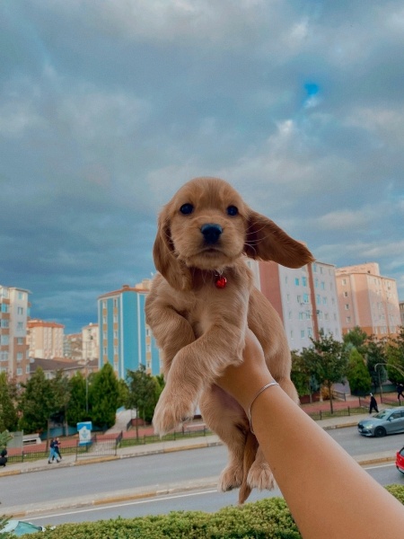 İngiliz Cocker Spaniel, Köpek  Nova fotoğrafı