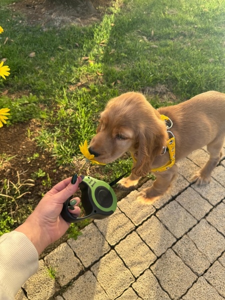 İngiliz Cocker Spaniel, Köpek  Nova fotoğrafı