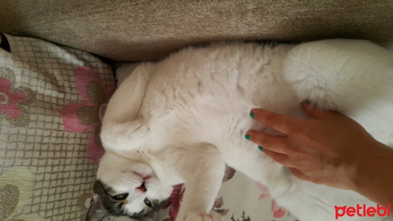 Tekir Kedi, Kedi  Kelebek fotoğrafı