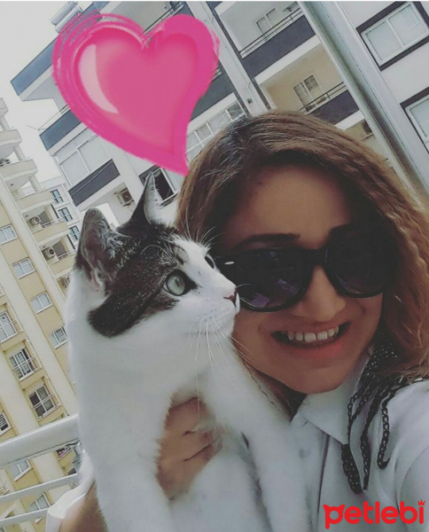 Tekir Kedi, Kedi  Kelebek fotoğrafı