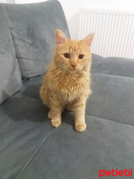 Norwegian Forest, Kedi  LOKUM fotoğrafı