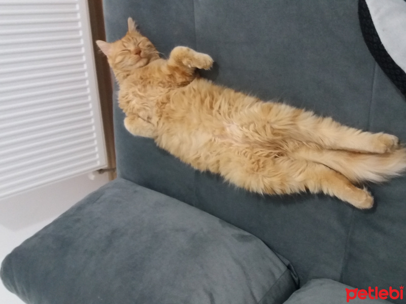 Norwegian Forest, Kedi  LOKUM fotoğrafı