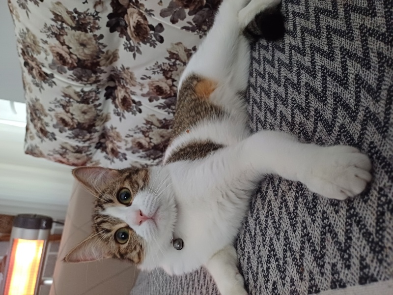 British Shorthair, Kedi  Pamuk fotoğrafı