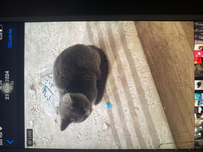 British Shorthair, Kedi  Maya fotoğrafı