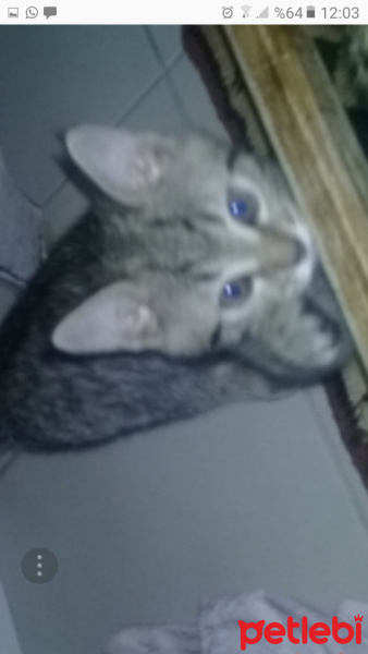 Tekir Kedi, Kedi  partos fotoğrafı