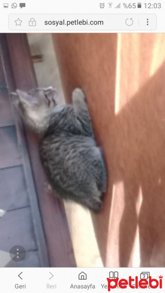 Tekir Kedi, Kedi  partos fotoğrafı