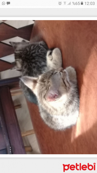 Tekir Kedi, Kedi  partos fotoğrafı