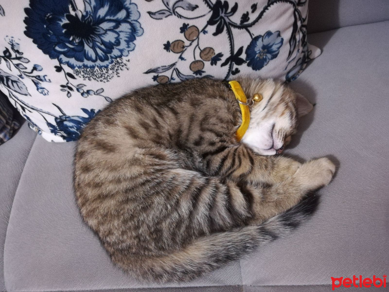 Tekir Kedi, Kedi  partos fotoğrafı
