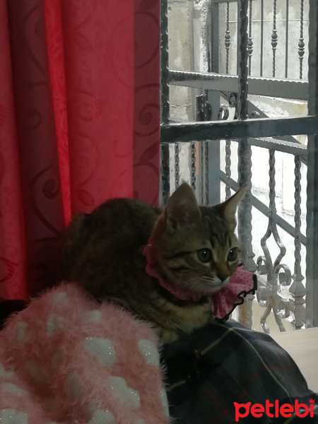 Tekir Kedi, Kedi  partos fotoğrafı