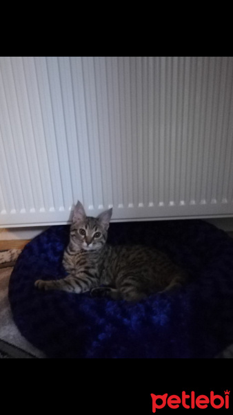 Tekir Kedi, Kedi  partos fotoğrafı