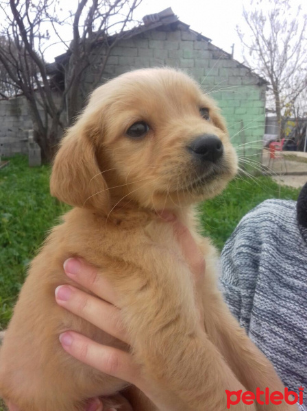 Golden Retriever, Köpek  Tosi  fotoğrafı