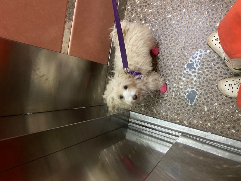 Maltese, Köpek  Mia fotoğrafı