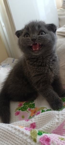 Scottish Fold, Kedi  Leo fotoğrafı