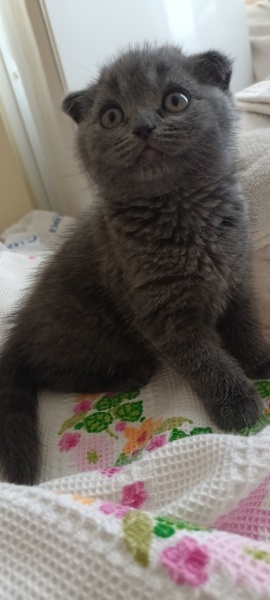 Scottish Fold, Kedi  Leo fotoğrafı