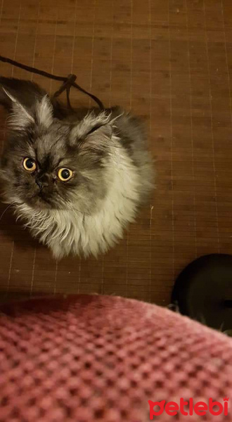 Chinchilla, Kedi  Leo mitra fotoğrafı