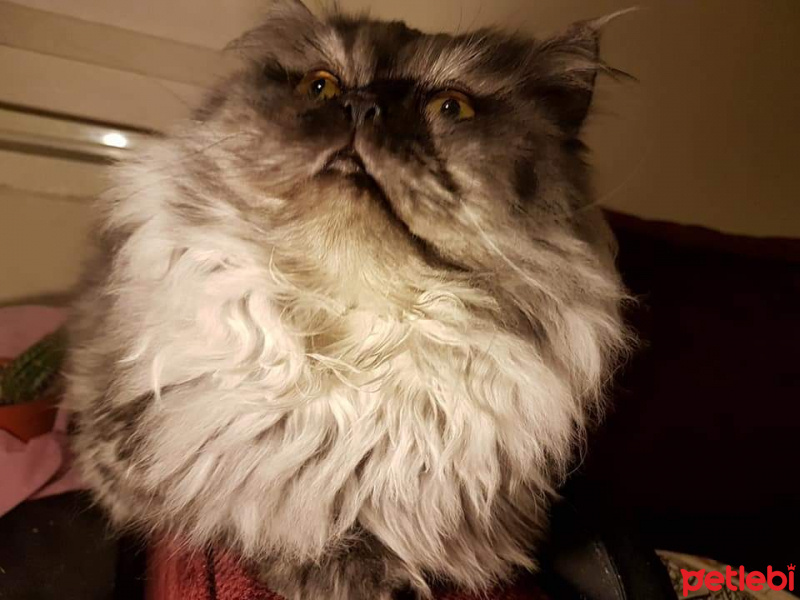 Chinchilla, Kedi  Leo mitra fotoğrafı