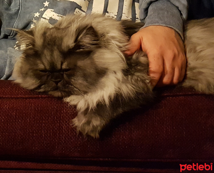 Chinchilla, Kedi  Leo mitra fotoğrafı