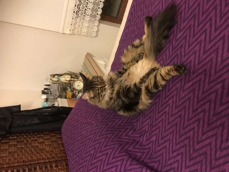 Norwegian Forest, Kedi  Miço fotoğrafı