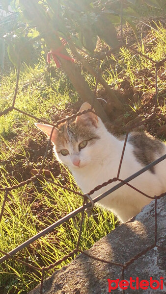 Tekir Kedi, Kedi  Minnoş  fotoğrafı