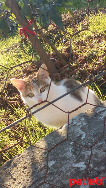 Tekir Kedi, Kedi  Minnoş  fotoğrafı