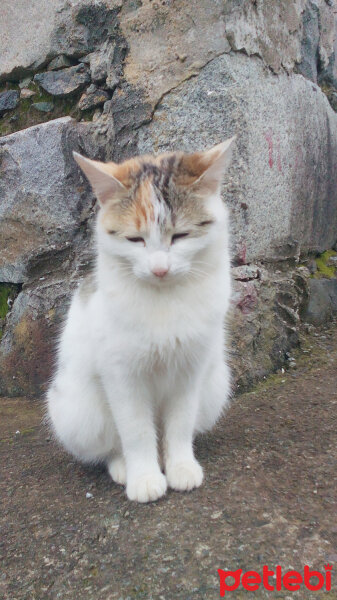 Tekir Kedi, Kedi  Minnoş  fotoğrafı