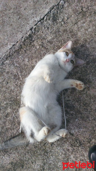 Tekir Kedi, Kedi  Minnoş  fotoğrafı