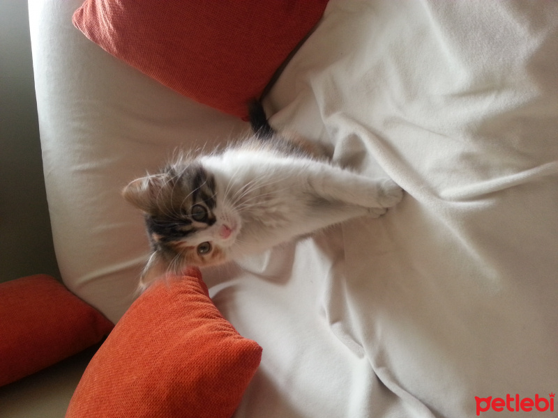 Ragamuffin, Kedi  Pakize fotoğrafı