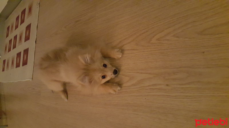 Pomeranyalı, Köpek  Whisky  fotoğrafı
