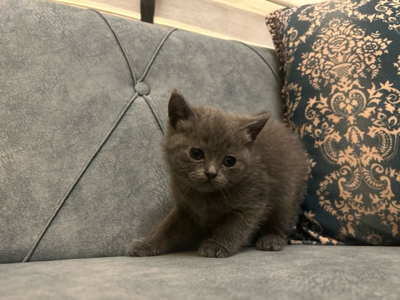 British Shorthair, Kedi  BRİTİSH SHORTHAİR fotoğrafı