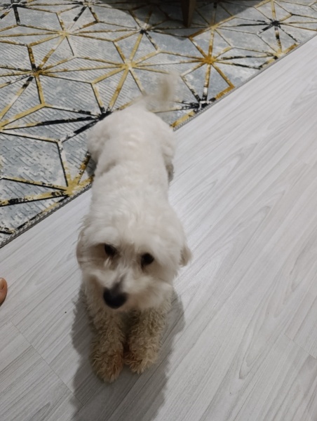 Maltese, Köpek  Pamuk fotoğrafı