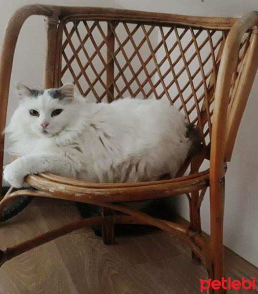 Tekir Kedi, Kedi  Müjgan fotoğrafı