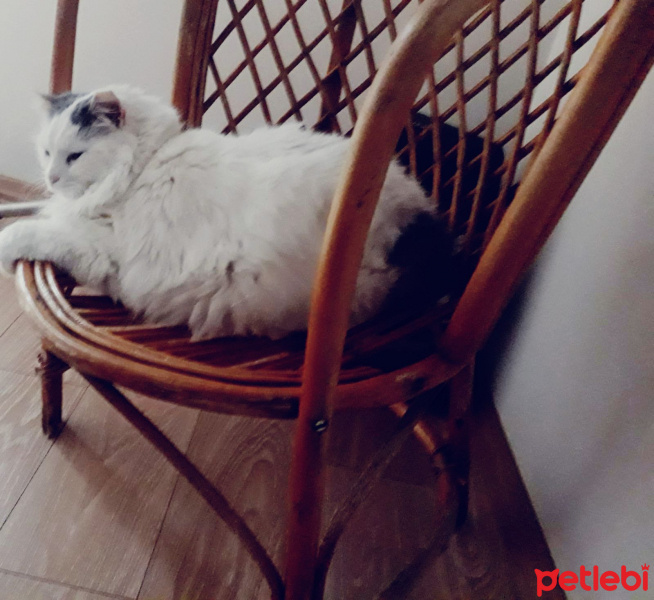 Tekir Kedi, Kedi  Müjgan fotoğrafı
